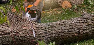 Best Hazardous Tree Removal  in Leisure Knoll, NJ